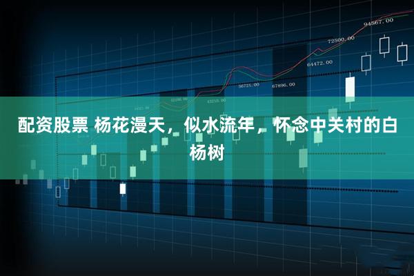 配资股票 杨花漫天,似水流年,怀念中关村的白杨树